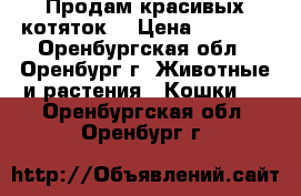 Продам красивых котяток! › Цена ­ 1 500 - Оренбургская обл., Оренбург г. Животные и растения » Кошки   . Оренбургская обл.,Оренбург г.